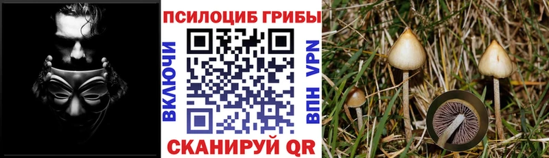 Галлюциногенные грибы Psilocybe Кирс